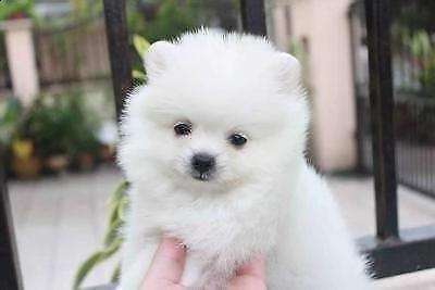 disponiamo cuccioli di volpino pomerania toy di 75 giorni perfetti dolci 