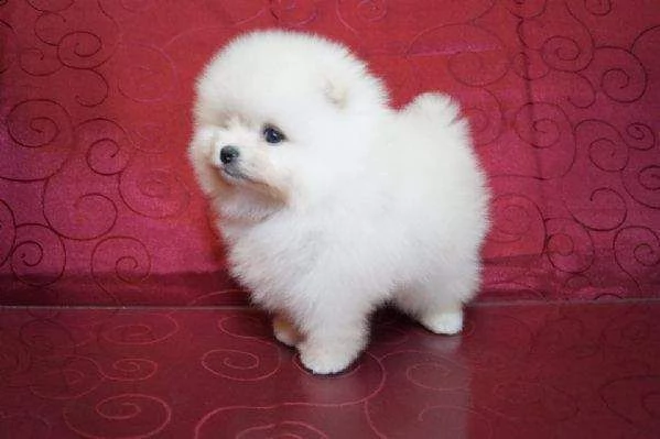 disponiamo cuccioli di pomerania toy di 2 mesi e mezzo affettuosissimi e bellissimi 