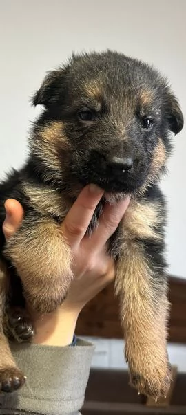 Vendo cuccioli di Pastore Tedesco con Pedigree  | Foto 6