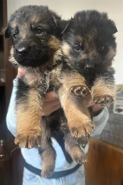 Vendo cuccioli di Pastore Tedesco con Pedigree 