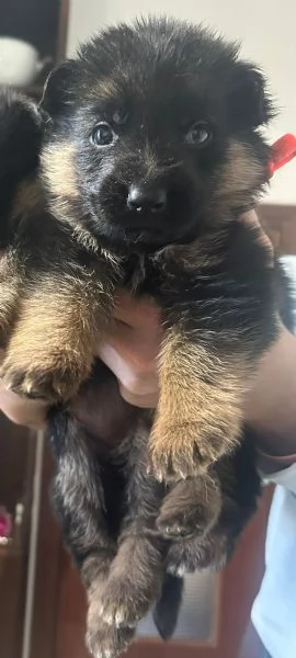 Vendo cuccioli di Pastore Tedesco con Pedigree  | Foto 4