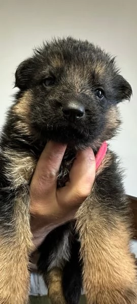 Vendo cuccioli di Pastore Tedesco con Pedigree  | Foto 3