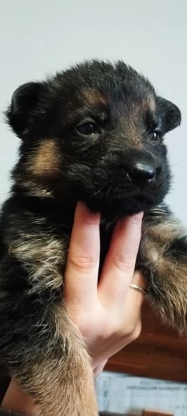 Vendo cuccioli di Pastore Tedesco con Pedigree  | Foto 2
