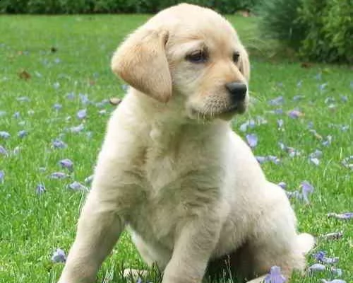 vendita cuccioli di labrador retriever | Foto 0