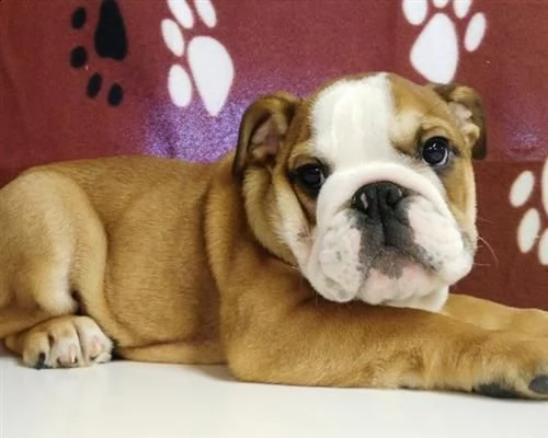 vendita cucciolo famoso bulldog inglese | Foto 0