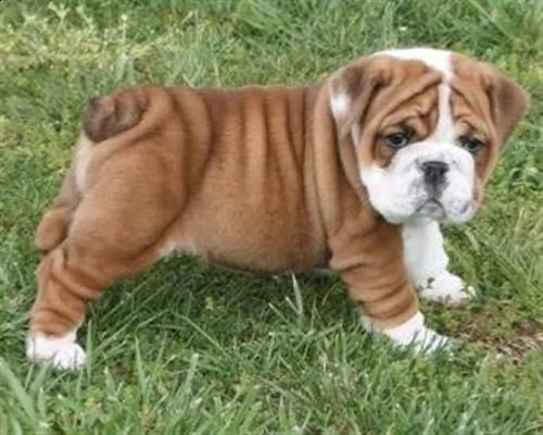 vendita cucciolo famoso bulldog inglese