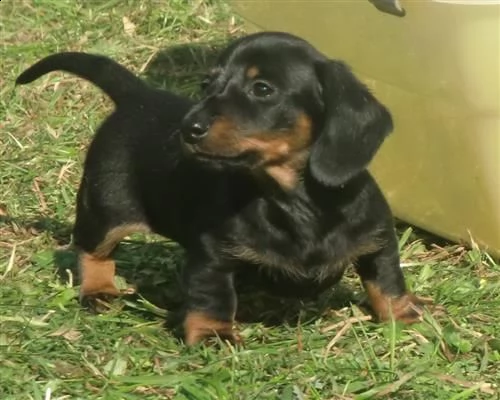 vendita cucciolo cucciolo di bassotto merle maschio | Foto 0