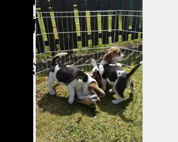 vendita cucciolo cuccioli di beagle di 2 mesi  | Foto 0