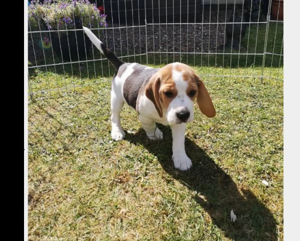 vendita cucciolo cuccioli di beagle di 2 mesi 