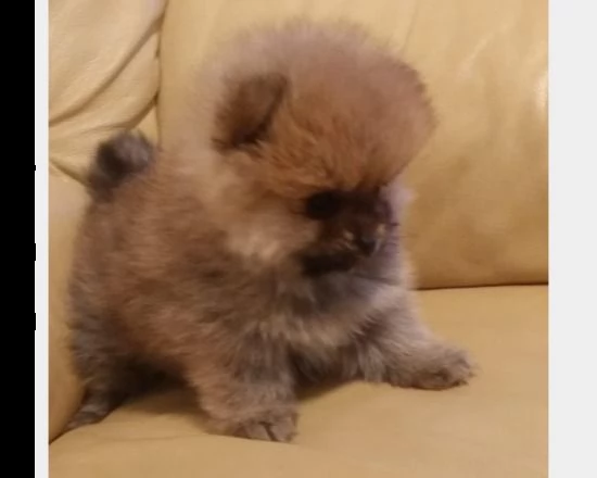 regalo cuccioli spitz nano volpino di pomerania toy | Foto 0