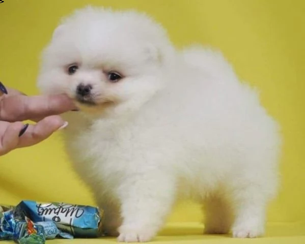 regalo cuccioli spitz nano volpino di pomerania toy