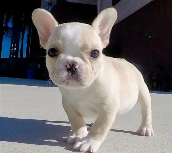 bouledogue francese di 3 mesi