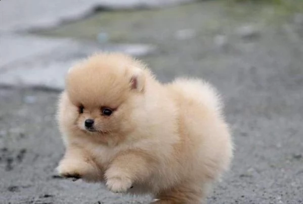 spitz pomerania di taglia toy maschio e femmina bellezze rare hanno 70 giorni disponibili 