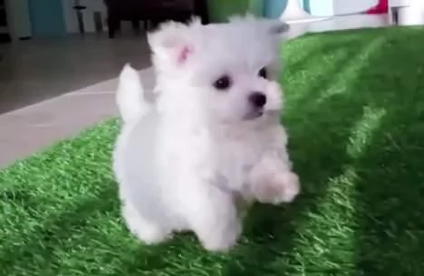  regalo cuccioli di maltese mini toy 