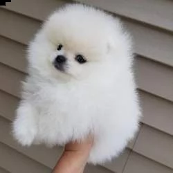 cuccioli di volpino pomerania toy maschi e femmine bellissimi di 2 mesi 