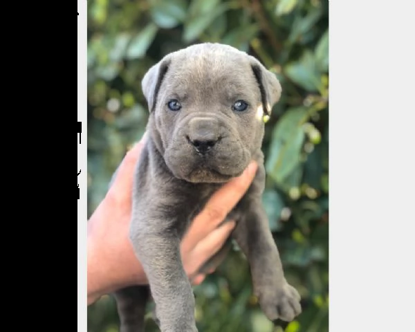 cuccioli cane corso