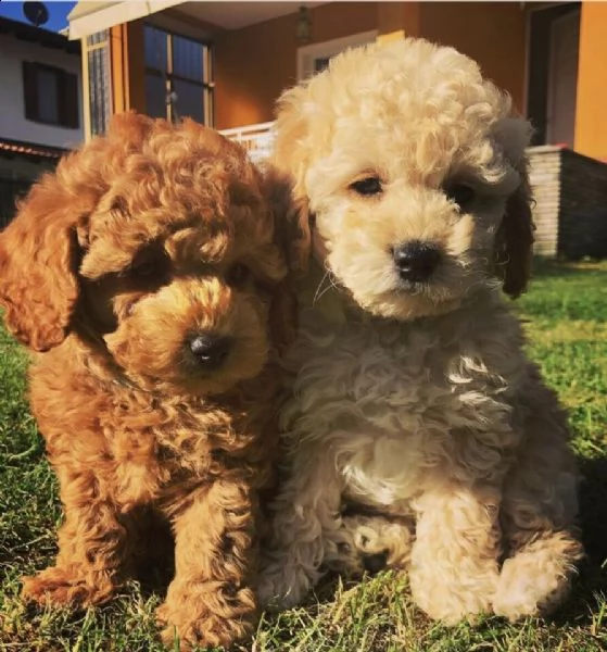due barboncino red mini toy di circa tre mesi ceduti con due vaccini 