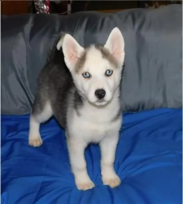 cucciolo husky con pedigree e occhi eterocromi
