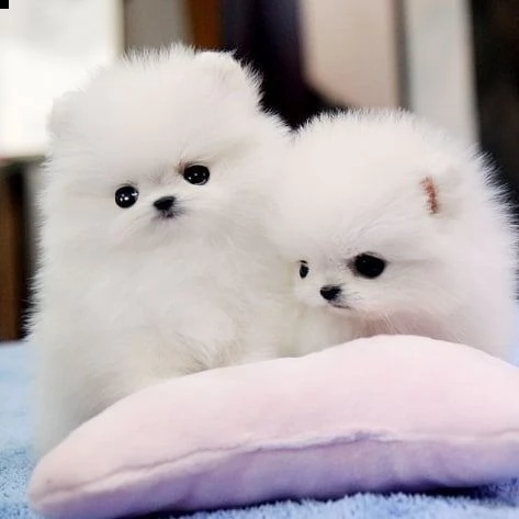 cuccioli pomerania toy