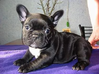 bulldog francese maschio e femmina taglia nana adesso hanno 70