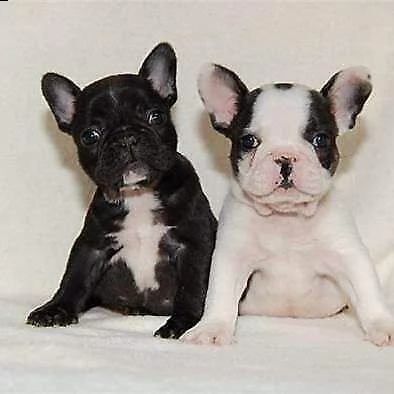 disponiamo cucciolo bulldog francese di 2 mesi e mezzo 