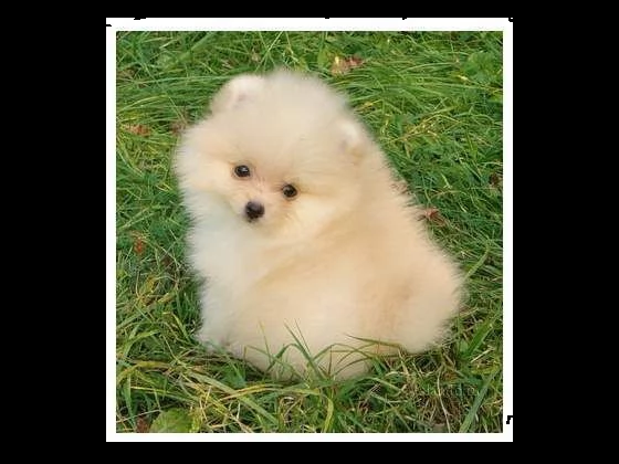 morbidi cagnolini volpino spitz tenerissimi morbidissimi e originalissimi di 2 mesi