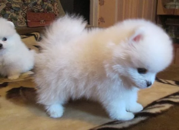 disponiamo cuccioli di spitz pomerania toy vivaci e meravigliosi di 70 giorni 