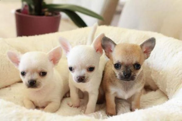 cuccioli di pincher chihuahua italiani visibili e disponibili vivaci e belli 
