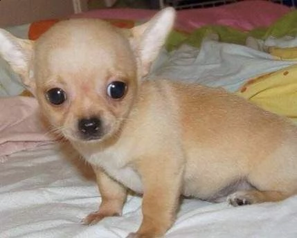 cuccioli di chihuahua 3 mesi nati in casa vengono consegnati vaccinati e iscrizione anagrafe canin