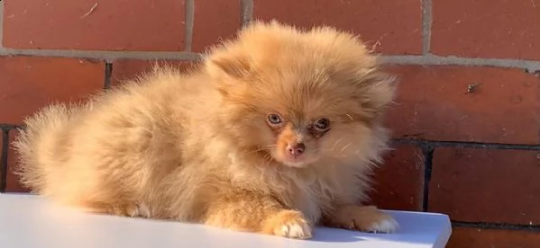 spitz tedesco cuccioli | Foto 1