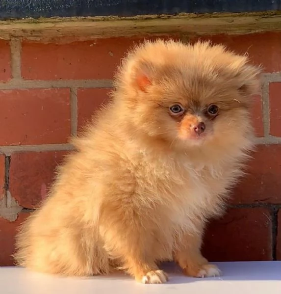 spitz tedesco cuccioli | Foto 0
