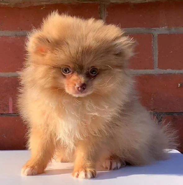 spitz tedesco cuccioli