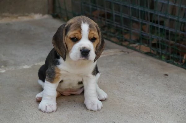 cuccioli di bigol elisabet intriganti e molto tranquillissimi da tenere i