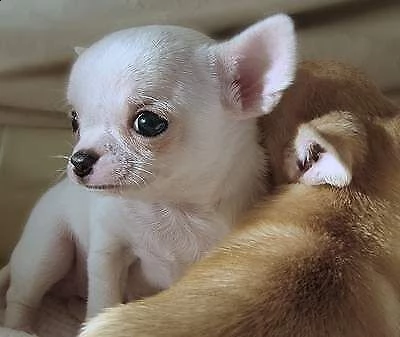 bellissimo cucciolo di chiwawa mini toy bellissimi vivacissimi e tenerissimi