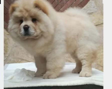 vendita cucciolo chow chow