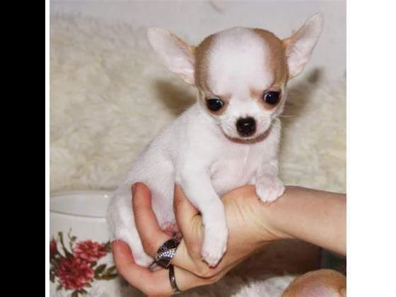 cagnolini chihuahua toy felicissimi simpaticissimi e sanissimi di 2 mesi 
