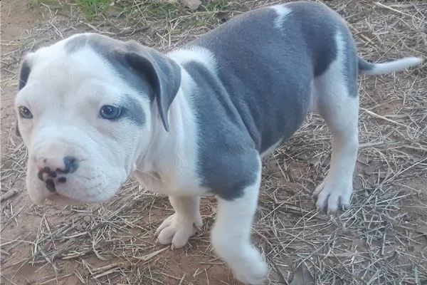 american pitbull red nose