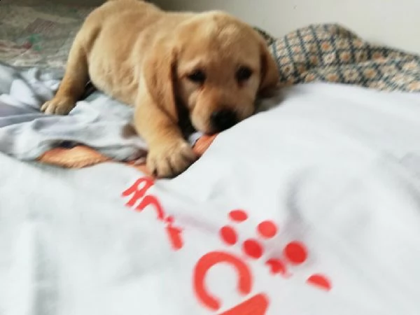 labrador retriver di due mesi gi svezzato vive in appartamento 