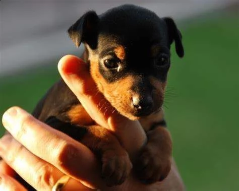 disponibili cucciolo di pincher toy affettuosissimo e bellissimo 