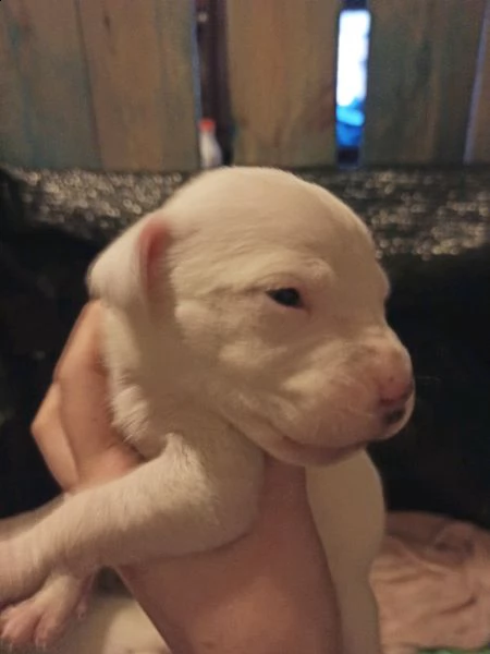 bellissimi cuccioli di dogo argentino disponibili tra circa 2 mesi