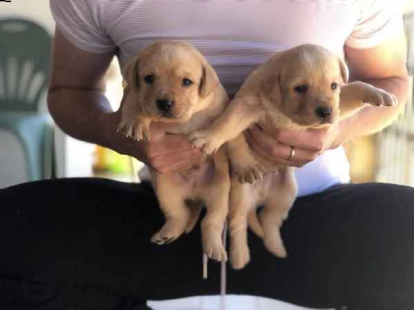 i cuccioli hanno pedigree enci e verranno consegnati al termine d