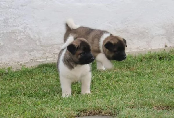  akita americano 