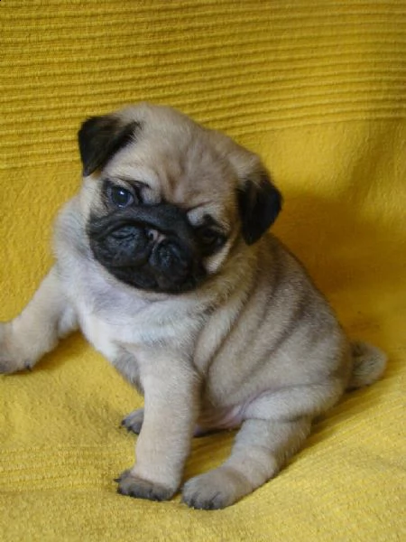 cuccioli di carlino cuccioli eccezionali davvero giocarellonio e affettuosi 