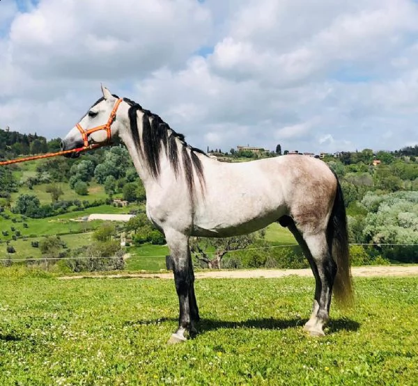 cavallo spagnolo  | Foto 2