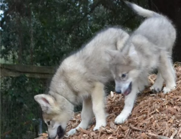 splendida cane lupo cecoslovacco