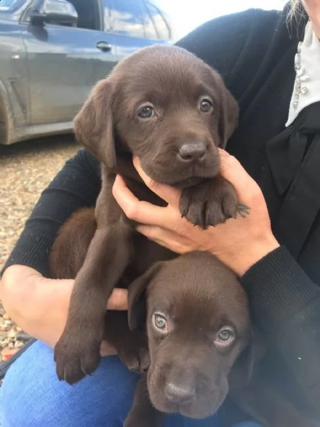 labrador retriever nero cioccolato e miele di due mesi
