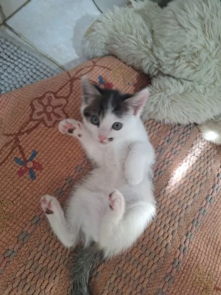 Gattina