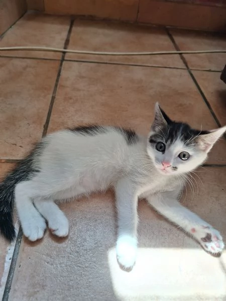 Gattina | Foto 0