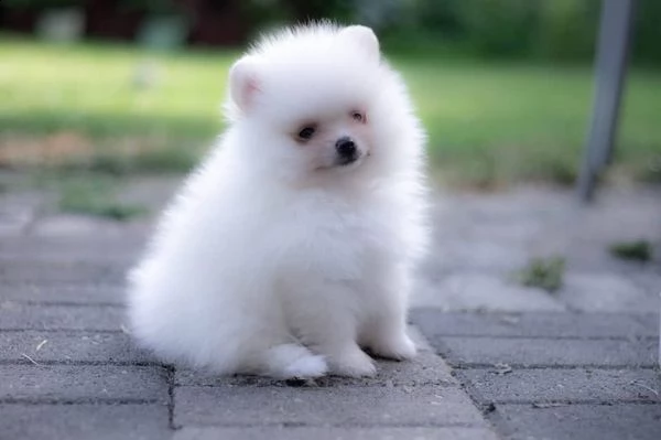 cucciolo di volpino pomerania nano toy