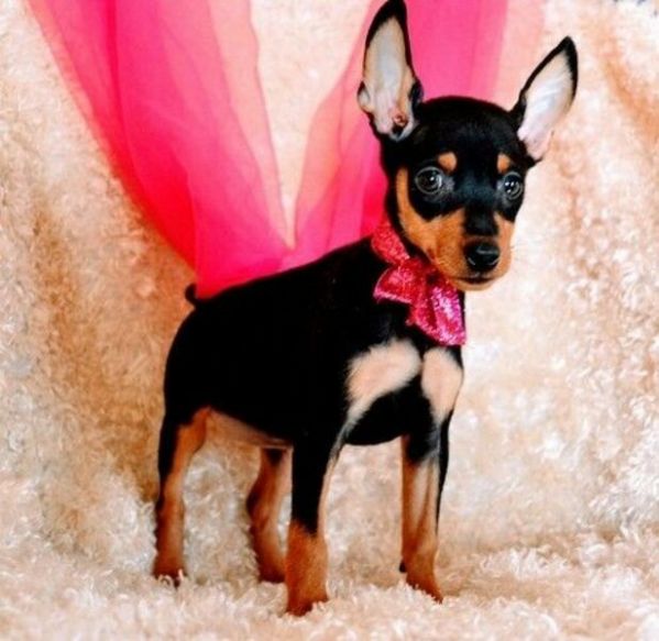 Regalo cucciolo Pinscher da Privato a Ogliastra simpatico cuccioli pincher da utilizzare maschio